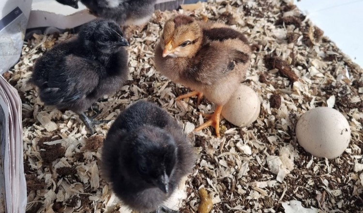 Klekking Av Kyllinger